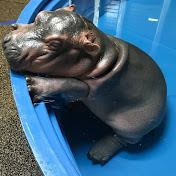 Hoppo 🦛 - Youtube Profile Picture of Hoppo 🦛 (@hoppo4061) on Youtube