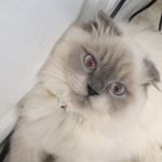 Profile Picture of Sicily Zylak (@sicilythescottishfold) on Instagram