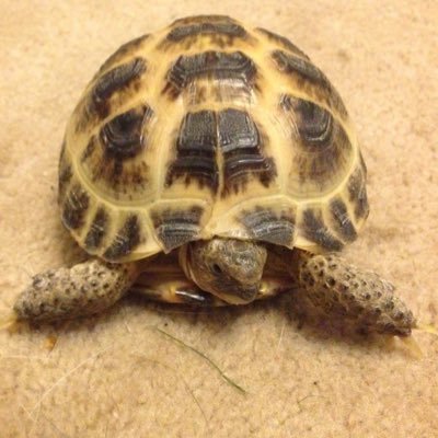 Profile Picture of Aaron Angus (@Aarangus) on Twitter