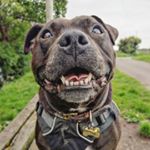 Profile Picture of Broccoli . Brock . Bob (@broccolistaffy) on Instagram