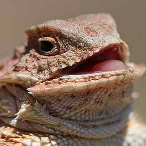 Brad - Twitter Profile Picture of Brad (@@Blex__) on Twitter