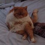 Profile Picture of Grant Shearer (@shearer_grant) on Instagram