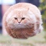 Profile Picture of Jordan Lim (@jordanlim_2005010p) on Instagram