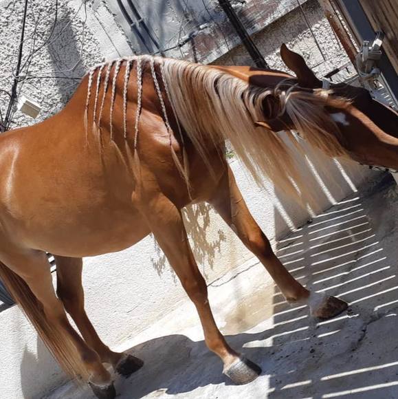 Profile Picture of Łalôśh Dïrbâš (@louren_dirbas) on Poshmark