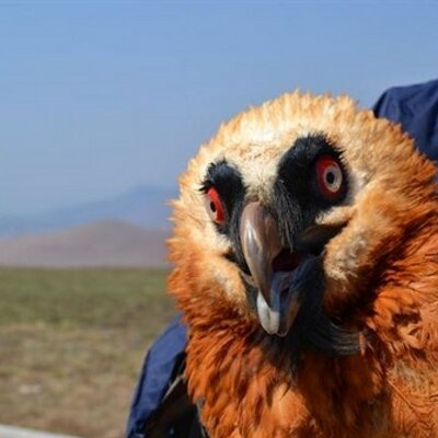 Profile Picture of Amanda Bester (@AmandaBester) on Twitter