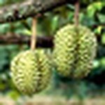 Profile Picture of Nat-kristi Sitorus-turnip (@nocashrefundallowed) on Flickr