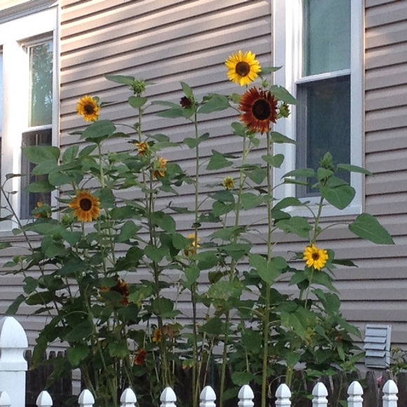 Profile Picture of Rebecca Merkh (@rmerkh) on Poshmark