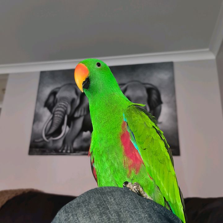 Profile Picture of Craig (@craig.bird) on Tiktok