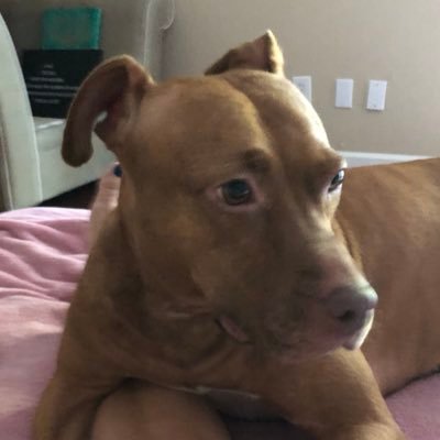 Profile Picture of Stacy Seibert (@StacySeibert1) on Twitter