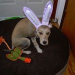 Profile Picture of Tress Paul (@tress.paul) on Instagram