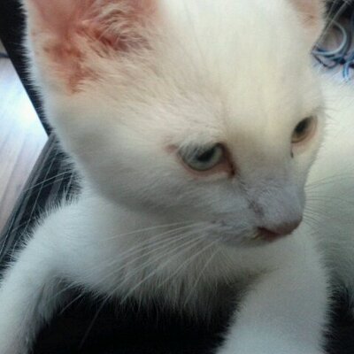 Profile Picture of François-René Audet (@zzfaudet) on Twitter