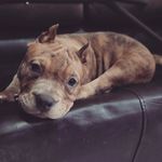Profile Picture of King Noah Zapata Soria (@bulls_zapata_kennel) on Instagram