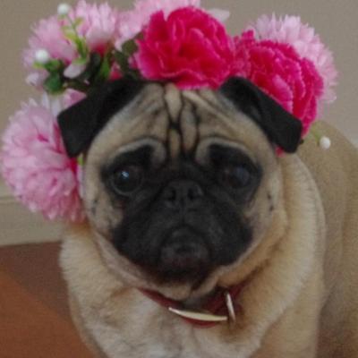 Profile Picture of Chloe (@Pug_Chloe) on Twitter
