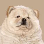 Profile Picture of Chow Chow World (@chowchowsworld) on Instagram