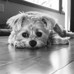 Profile Picture of Lola (@lolamarie.madsen) on Instagram