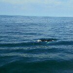 Profile Picture of Kyle Herbst (@wronskiherbst) on Instagram