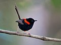 Profile Picture of Red-backed fairywrenon Wikipedia