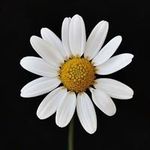 Profile Picture of Joana Maria Alberti (@joanamariaalberti) on Instagram
