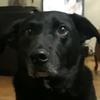 Profile Picture of Julie Buttacavoli (@darkness694200) on Tiktok