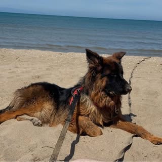 Profile Picture of Theis Joël (@joeltheis) on Instagram