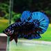 Profile Picture of Alvin Betta (@alvin.betta.982) on Facebook