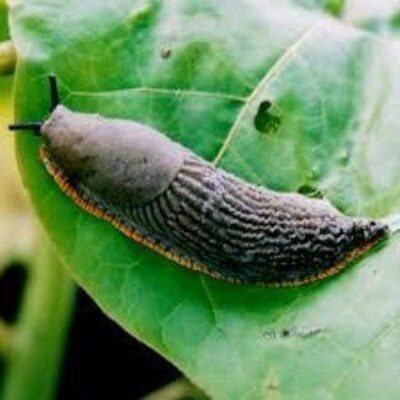 Profile Picture of Reginald Graham (@reginaldgrah737) on Twitter