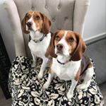 Profile Picture of Stacey Manning (@staceydabeaglemom) on Instagram