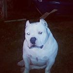 Profile Picture of CTL BULLY CAMP (@darrylwilliams1865) on Instagram