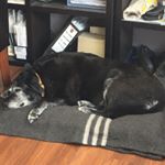 Profile Picture of Robert Zallmann (@roberthroch) on Instagram