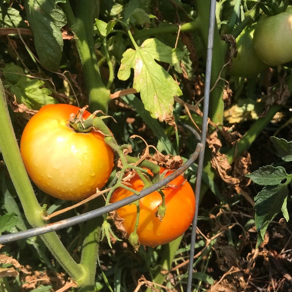 Profile Picture of Ellen Reilly (@greatcopy) on Poshmark