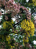 Profile Picture of + Laburnocytisus 'Adamii'on Wikipedia