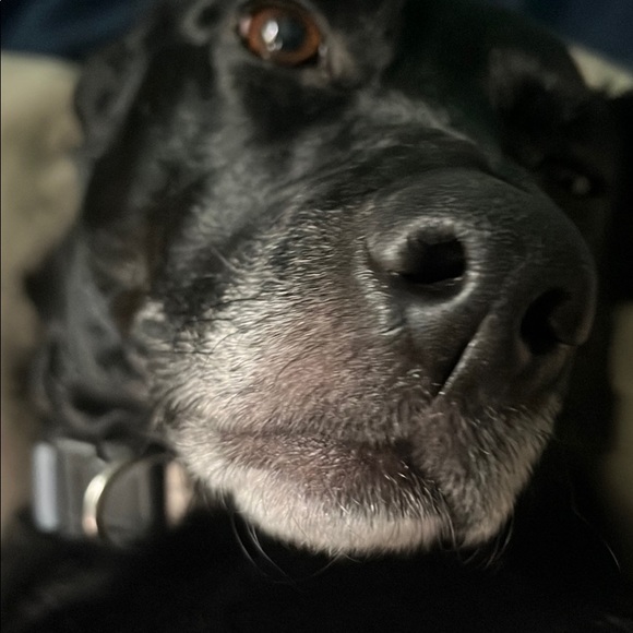 Profile Picture of Mow Mow (@mow12) on Poshmark