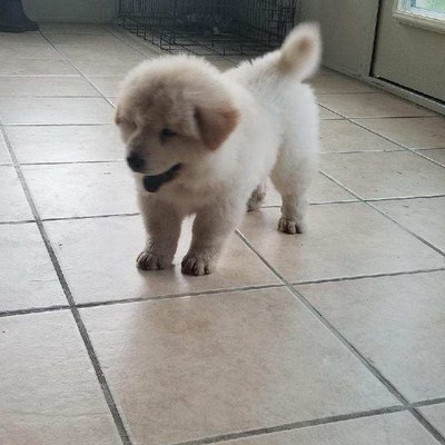 Profile Picture of Kenneth Liang (@KennethLiang5) on Twitter