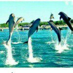 Profile Picture of Steven Youssef (@best_of_the_dolphin) on Instagram