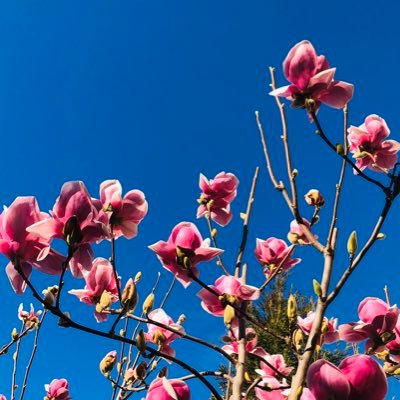 Profile Picture of Lily Chen (@LilyChe87006630) on Twitter