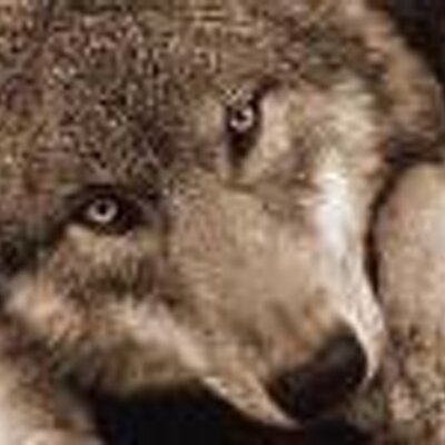 Profile Picture of LeahWolf (@LeahWolf) on Twitter