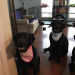 Profile Picture of PeeDee & Morgan (@puppylifex2) on Instagram