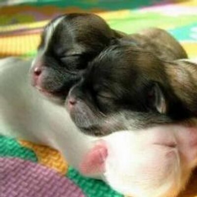 Profile Picture of Soledad Romero (@soledadromero12) on Twitter