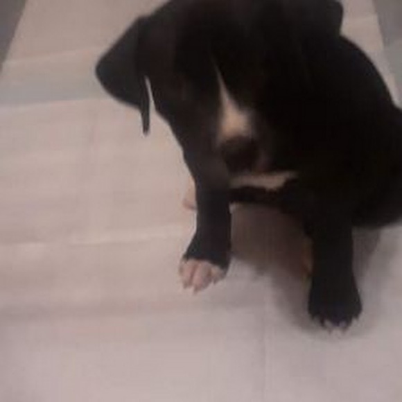 Profile Picture of Bobby Mcallister (@bobbymcallister) on Poshmark