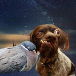 Profile Picture of Sally And Bobbie Pigeon (@_bobbieandsally_) on Instagram