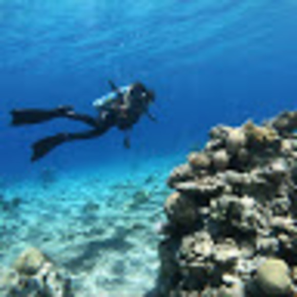 Profile Picture of Maya Faintuch (@maya_faintuch) on Poshmark