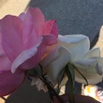 Profile Picture of Yolanda Blas (@yolanda_blas1707) on Instagram