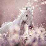 Profile Picture of Amelia ferrero (@sakura28828) on Instagram