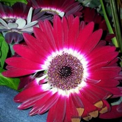 Profile Picture of Tamara Schmidt (@tamaraschmidt41) on Twitter
