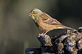 Profile Photo of Ortolan bunting - Wikipediaon Wikipedia