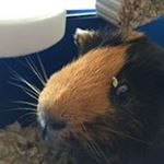 Profile Picture of Sebastian Hansen (@sebastian_hansen123) on Instagram