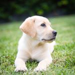 Sallee Rose 🌹 🐾💛🐾 - Instagram Profile Picture of Sallee Rose 🌹 🐾💛🐾 (@sallee_central) on Instagram