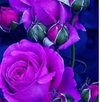 Profile Picture of Farah Choudhary (@farahchoudhury57) on Facebook
