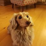 Profile Picture of Danny hoy (@thedachshundhub) on Instagram