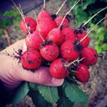 Profile Picture of Mike/Stefanie Knoblauch (@gartenfreundepankow) on Instagram